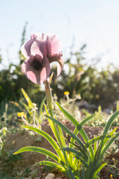 Al-Arz;Iris;Iris-Cedreti;Kaleidos;Kaleidos-images;Lebanon;Middle-East;Near-East;Proche-Orient;Tarek-Charara;Flowers;Endemic;Endangered-species;Endemic-species;Critically-endangered;Critically-endangered-species